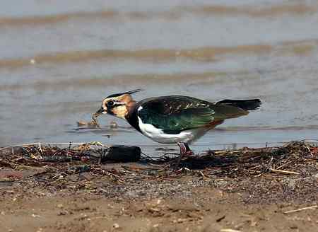 08年用大白头拍摄的麦鸡