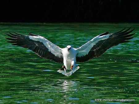 海上霸者 白腹海雕