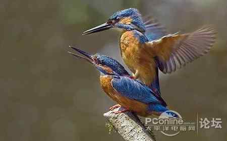 英国摄影师拍到翠鸟交配动作照片