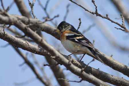 星期天拍的一组燕雀