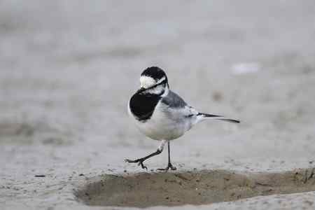 原画幅的白鹡鸰