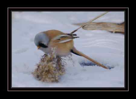 文须雀,为之守候多天 文须雀,为之守候多天