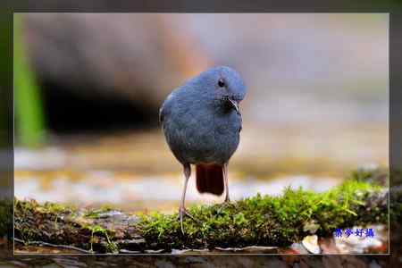鉛色水鶇 (紅尾水鴝) 鉛色水鶇 (紅尾水鴝)