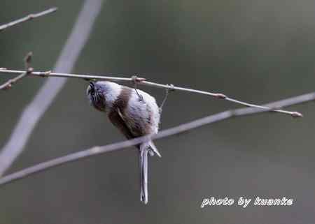 银脸（长尾）山雀