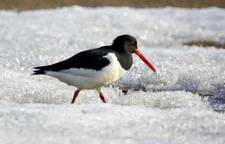 砺鹬 熬过漫长的冬季 砺鹬 熬过漫长的冬季