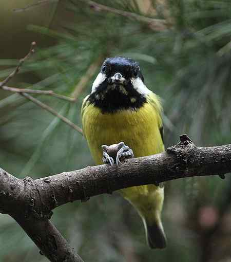 黄腹山雀高清晰照片一组
