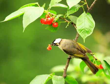 樱桃和鸟