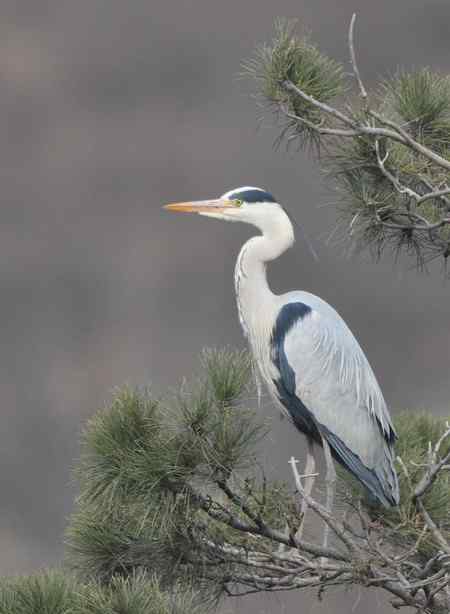 平山苍鹭 平山苍鹭