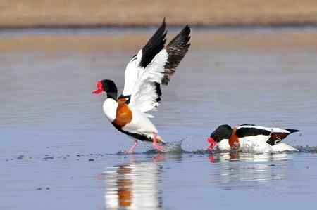 翘鼻麻鸭的故事