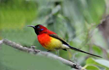 云南的百花岭是鸟的天堂