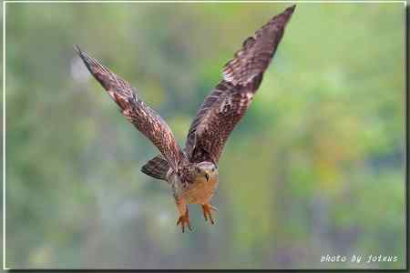 再見蜂鷹 高清晰美图