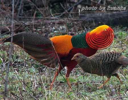 春天的红腹锦鸡 春天的红腹锦鸡
