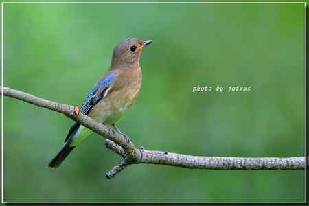 白腹琉璃 白腹姬鹟