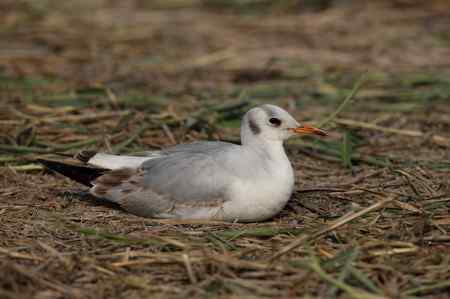 请问此鸟名称：棕头鸥还是红嘴鸥