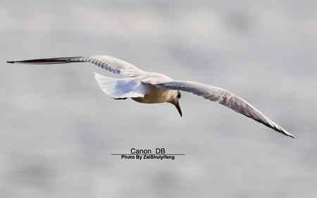 北戴河的海鷗越來越多……