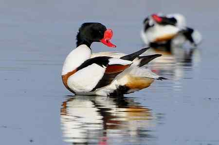 翘鼻麻鸭的故事