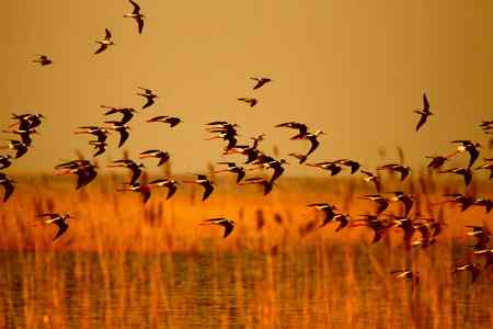 一组黑翅长脚鹬