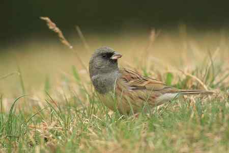 红尾巴鸟钻进灌木丛：灰头鹀回来了！