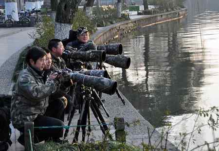 杭州鸟友拍摄秋沙鸭