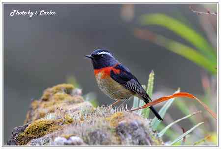 阿里山鴝(栗背林鴝) 台湾特有鸟类