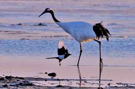 草原贵客－丹顶鹤