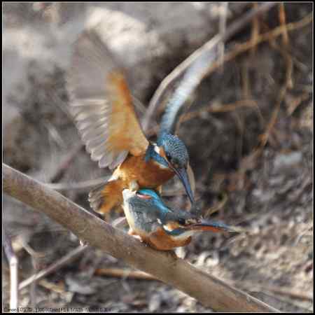 小翠开始“踩蛋儿”啦！