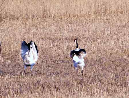 仙鹤交尾(交配)一组镜头