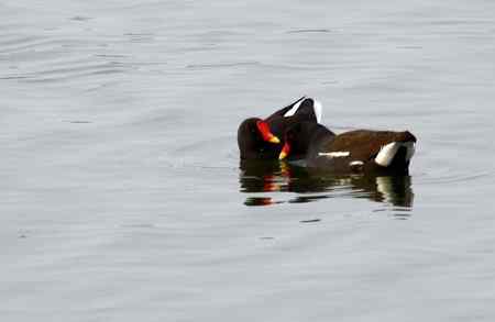 黑水鸡将爱情进行到底