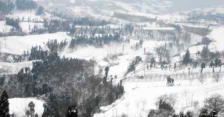 美如画的红嘴蓝鹊