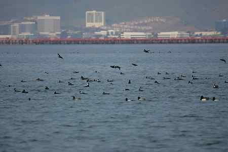 斑头海番鸭之探索片 斑头海番鸭之探索片
