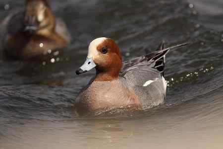逮着近的赤颈鸭 逮着近的赤颈鸭