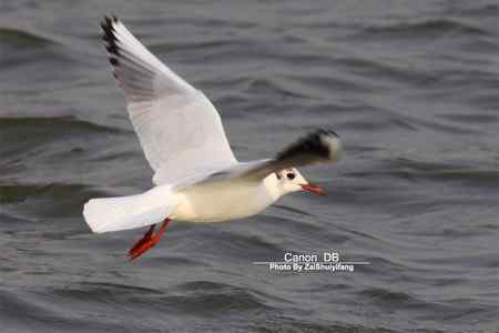 北戴河的海鷗越來越多……