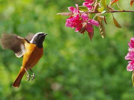 花香引得北红（GG)来