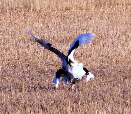 仙鹤交尾(交配)一组镜头