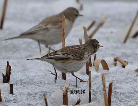 鸟类辨识：水鹨和黄腹鹨
