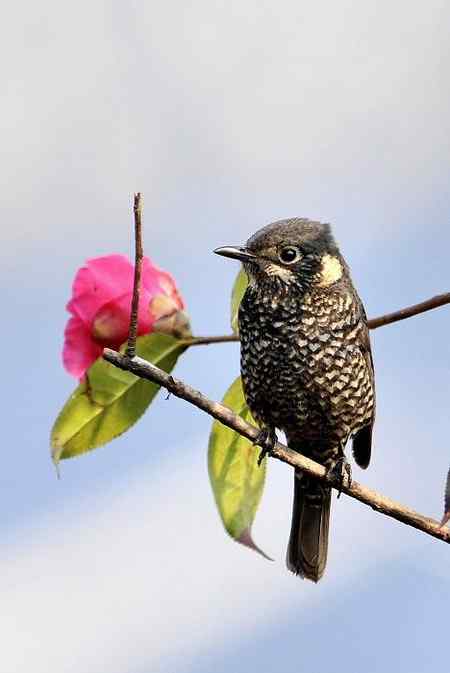 云南的百花岭是鸟的天堂