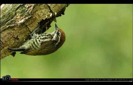 超清晰美图：斑姬啄木鸟