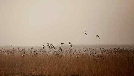 在天津大港湿地拍鸟观鸟