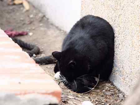 八哥被猫所害 同伴深情的呼唤