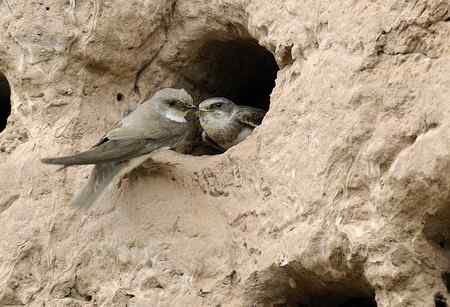 崖沙燕和冠鱼狗 崖沙燕和冠鱼狗