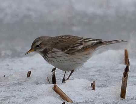 鸟类辨识：水鹨和黄腹鹨