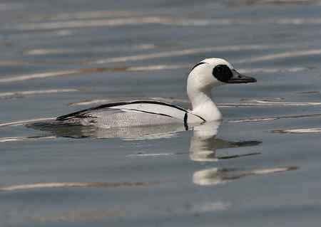 白秋沙鸭照片多张