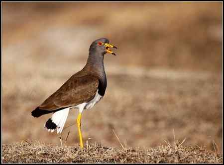 灰头麦鸡 向海自然保护区