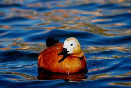 风中受伤的赤麻鸭