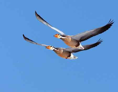 草海斑头雁魅力高清晰组图