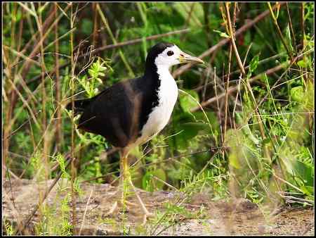 今天收获颇多 发几张综合鸟图 请拍砖！