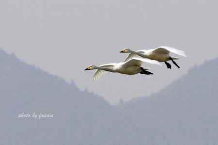 13日颐和园小天鹅