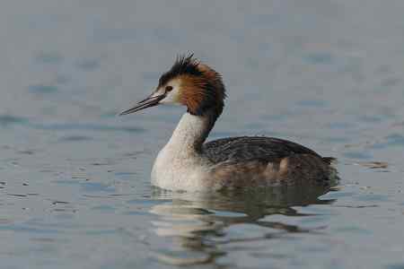今年首拍凤头鴄鹈!