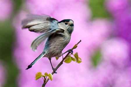 多姿多彩银喉长尾山雀