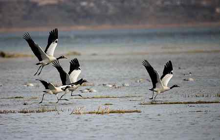紧急起飞的黑颈鹤